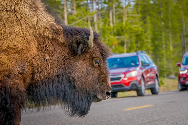 YELLOWSTONE, MONTANA, EUA 24 de maio de 2018: Perto de enormes bisões atravessando a estrada no Parque Nacional de Yelowstone com alguns carros em segundo plano — Fotografia de Stock