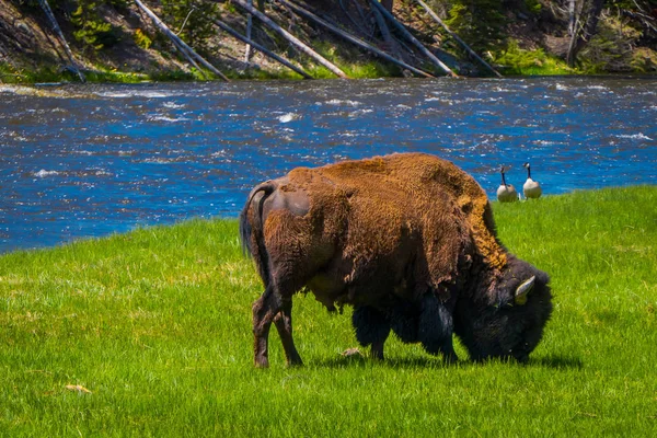 Buffalo pastam ao lado de um rio ocidental no Parque Nacional de Yellowstone — Fotografia de Stock
