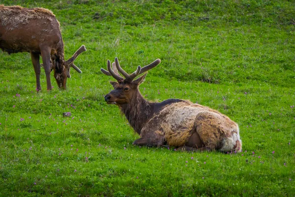 Buiten Beeld Voor Elk Met Fluweelachtige Geweien Rustend Een Weiland — Stockfoto