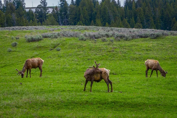 Vista ao ar livre de grupo de alces com chifres aveludados que pastam em um prado — Fotografia de Stock