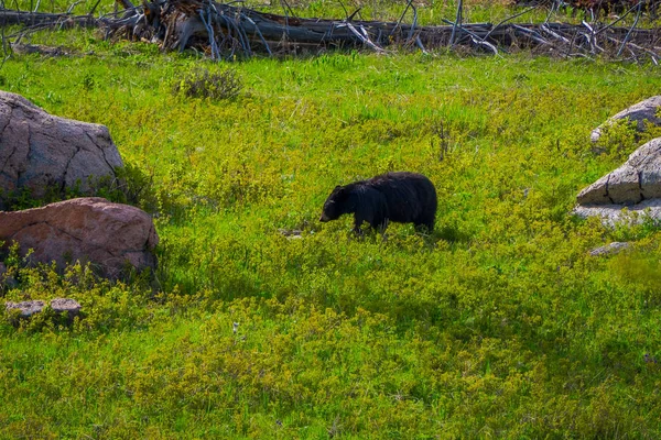 Urso-pardo semeia em prado gramado perto do acampamento Norris no Parque Nacional de Yellowstone — Fotografia de Stock