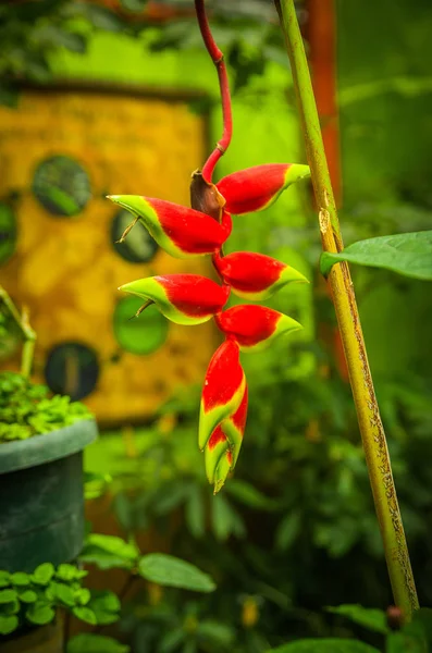 Beautiful flower located in a garden in Mindo, Ecuador — Stock Photo, Image