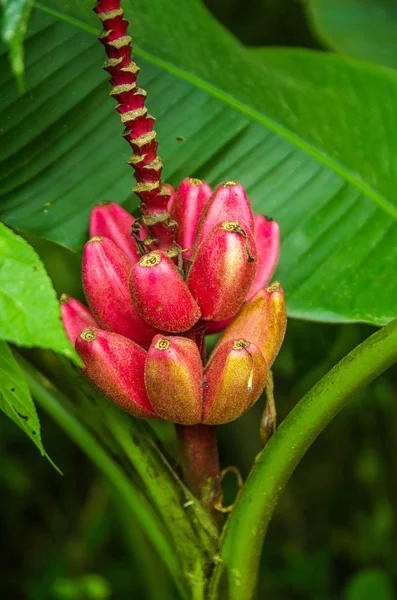Close up de um pouco de bananeira vermelha, localizado no local de recreação Mindo, no oeste do Equador, a 1.400m de altitude em Mindo — Fotografia de Stock