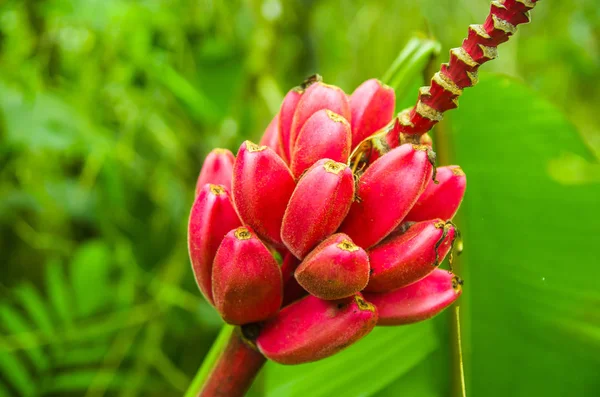 Close up de um pouco de bananeira vermelha, localizado no local de recreação Mindo, no oeste do Equador, a 1.400m de altitude em Mindo — Fotografia de Stock