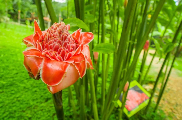Vacker blomma ligger i en trädgård i Mindo, Ecuador — Stockfoto