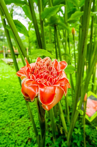 Vacker blomma ligger i en trädgård i Mindo, Ecuador — Stockfoto