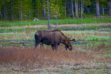 Willows Yellowstone Milli Parkı, Wyoming ABD üzerinde munching inek mus.