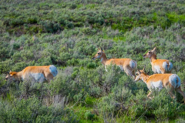 Blick Auf Weißschwanz Familienhirsche Die Das Gras Yellowstone Nationalpark Weiden — Stockfoto