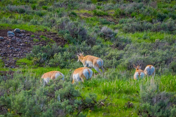 Вид на белохвостых оленей, пасущихся на траве в Йеллоустонском национальном парке — стоковое фото