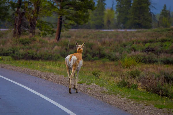 Buiten uitzicht op rotsachtige berg muildierhert, Odocoileus hemionus overschrijding van de bestrating in het Nationaal Park Yellowstone in Wyoming — Stockfoto