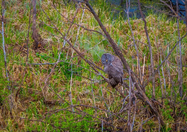 Belle Chouette Cornes Bubo Virginianus Dans Yellowstone Nationa Park Aux — Photo