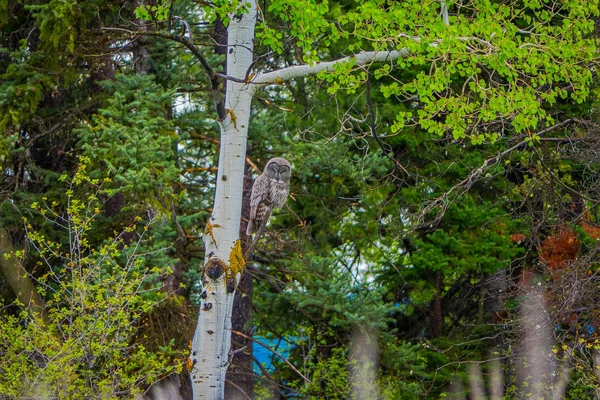 Vackra Great Horned Owl Bubo Virginianus Poserar Över Gren Ett — Stockfoto