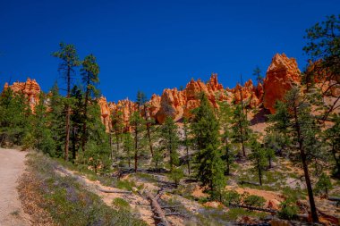 Güzel açık görünüm pinyon çam ağacı orman Bryce Canyon Milli Parkı Utah