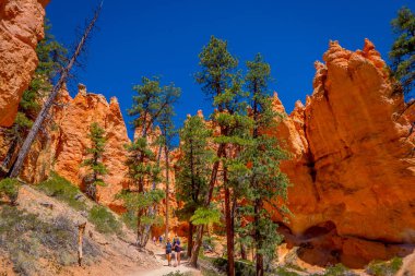 Güzel açık görünüm pinyon çam ağacı orman Bryce Canyon Milli Parkı Utah