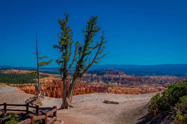 Pinyon 松树坐落在布莱斯峡谷国家公园犹他州在一个华丽的蓝天背景在美国 — 图库照片