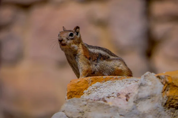 Esquilo Terrestre de Manto Dourado no Parque Nacional Bryce Canyon, Utah — Fotografia de Stock