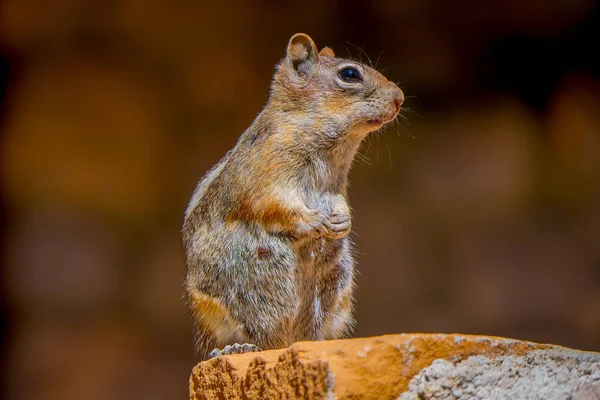 Esquilo de terra de manto dourado visto no Parque Nacional Bryce Canyon localizado em Utah em — Fotografia de Stock