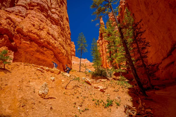 Árboles de pino en el Parque Nacional Bryce Canyon, Utah — Foto de Stock