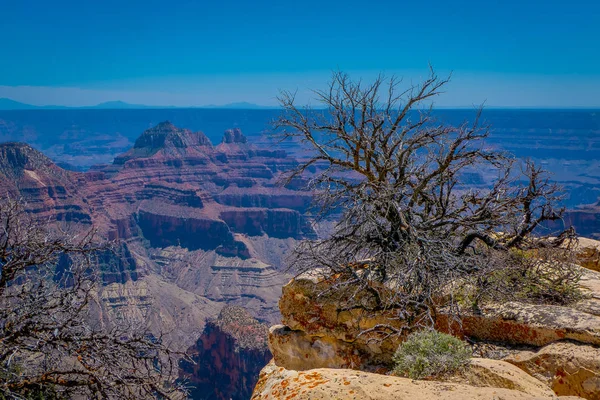 Outdoor view of old dry bush in the border of the cliffs above Bright Angel canyon, major tributary of the Grand Canyon, Arizona, view from the north rim, in beautiful sunny day and blue sky in USA.