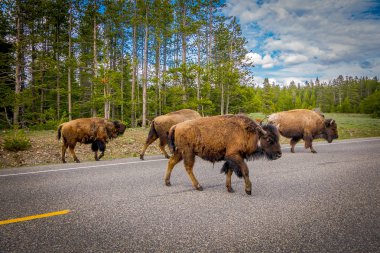 Amerikan bizonu aile çapraz bir yol Grand Teton Milli Parkı, Wyoming