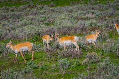 Aile geyik Yellowstone Milli Parkı ak kuyruklu güzel açık görünüm