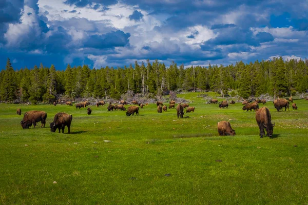 Troupeau de bisons broutant sur un champ avec des montagnes et des arbres en arrière-plan — Photo