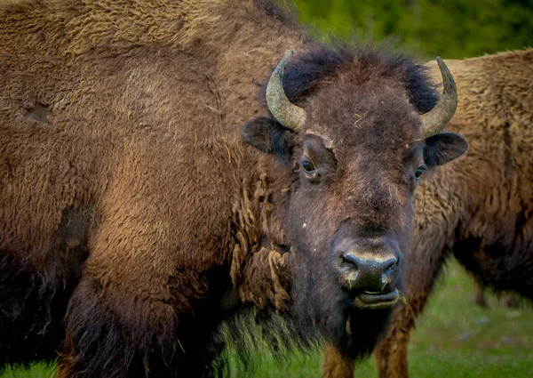 Foco seletivo de enorme bisão marrom cruzando a estrada no Parque Nacional de Yellowstone em um fundo de natureza turva — Fotografia de Stock