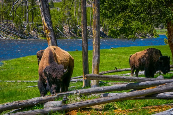 Nahaufnahme gefährlicher amerikanischer Bisonbüffel, die im Yellowstone-Nationalpark im Wald grasen — Stockfoto