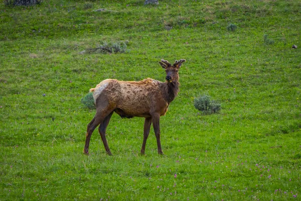Εξωτερική άποψη του μοναχικό elk με βελούδινη κέρατα που βόσκουν σε ένα λιβάδι — Φωτογραφία Αρχείου