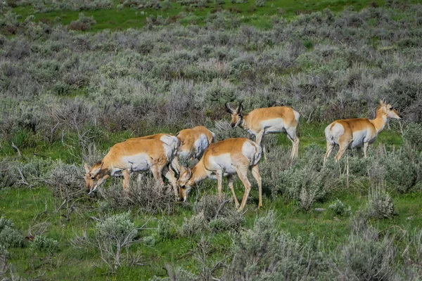 Vista al aire libre de ciervos de cola blanca comiendo hierba en el Parque Nacional Yellowstone —  Fotos de Stock