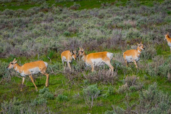 Piękny widok zewnątrz Bielik jelenie Rodzinny Park Narodowy Yellowstone — Zdjęcie stockowe