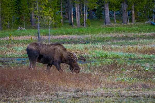 Cow moose munching on willows in Yellowstone National Park, Wyoming — Stock Photo, Image