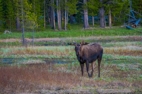 Krowy łosia mlaskanie na wierzby w Parku Narodowym Yellowstone, Wyoming — Zdjęcie stockowe