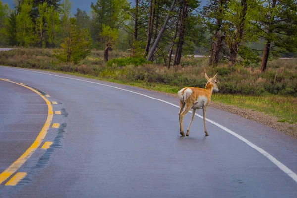 Hermosa vista al aire libre del ciervo mula de montaña rocosa, Odocoileus hemionus cruzando el pavimento en el Parque Nacional Yellowstone en Wyoming —  Fotos de Stock