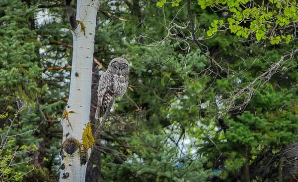 Beautiful great horned owl, Bubo virginianus posing over a branch in a tree in the forest in Yellowstone National Park — Stock Photo, Image