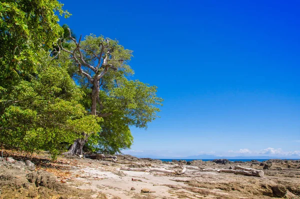 Пейзаж скального пляжа и деревьев в Playa Monteca в великолепном голубом небе и солнечный день — стоковое фото