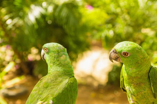 Ritratto di due pappagalli verdi, Amazzone dalla fronte turchese, Amazona aestiva, Costa Rica. Scena di fauna selvatica dalla natura tropicale — Foto Stock