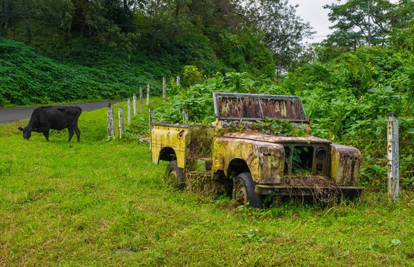 Vieille voiture abandonnée et rouillée en décomposition au milieu de la forêt tropicale verte avec une vache noire derrière, à Volcan Arenal au Costa Rica — Photo