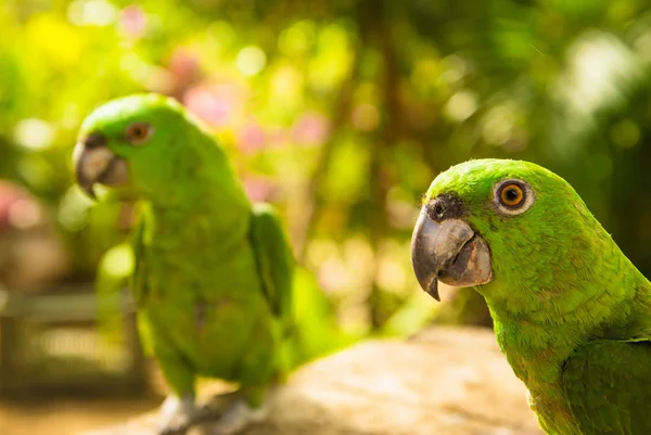 Portret dwie papugi zielony, turkusowy frontem amazon, Amazona aestiva, Kostaryka. Scena dzikość z natury zwrotnik — Zdjęcie stockowe
