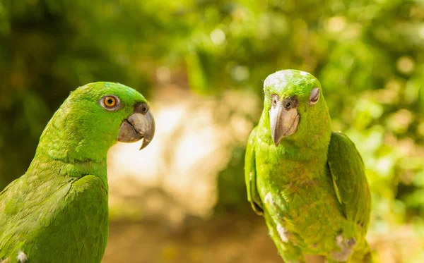 Retrato de dois papagaios verdes, amazônia de frente turquesa, Amazona aestiva, Costa Rica. Cena de vida selvagem de natureza trópica — Fotografia de Stock