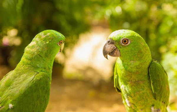 Retrato de dois belos papagaios verdes, amazona de frente turquesa, Amazona aestiva, Costa Rica. Cena de vida selvagem de natureza trópica — Fotografia de Stock