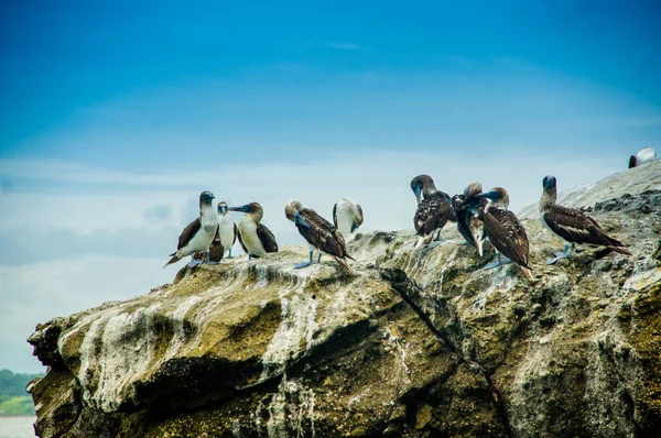 Goup of blue footed boobies on a rock, in Pedernales — Stock Photo, Image