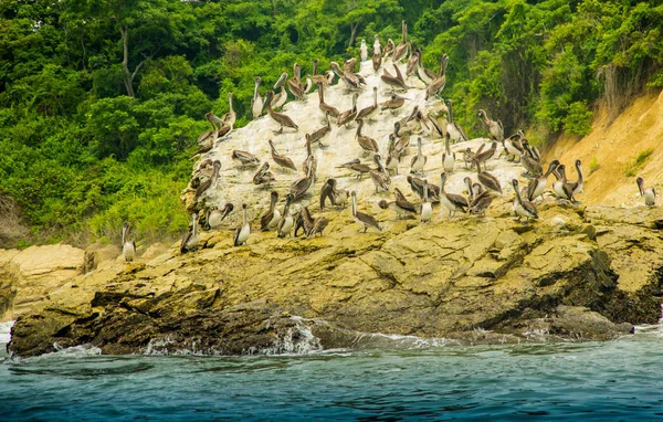 Vue extérieure d'un groupe de pélicans se reposant sur une plage de rochers à Pedernales — Photo