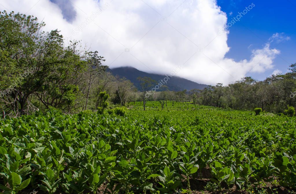 A tobacco plantation with and active volcano in the background on the island of Ometepe, Nicaragua