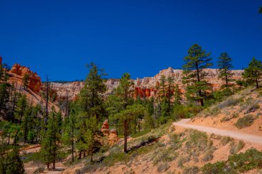 Güzel açık görünüm pinyon çam ağacı orman Bryce Canyon Milli Parkı Utah