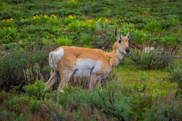 Close up de uma fêmea veado mula de montanha rochosa, Odocoileus hemionus andando em uma pastagem no Parque Nacional de Yellowstone, em Wyoming — Fotografia de Stock