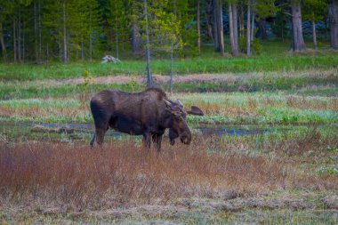 Willows Yellowstone Milli Parkı, Wyoming üzerinde munching inek mus