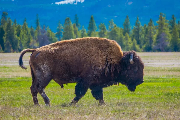 Bison broutant le pâturage dans le parc national Yellowstone, Wyoming — Photo