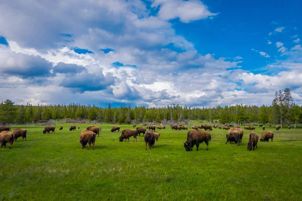 Troupeau de bisons broutant sur un champ avec des montagnes et des arbres en arrière-plan — Photo