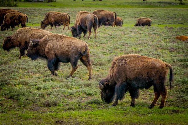 Vista ao ar livre do rebanho de bisonte pastando em um campo com montanhas e árvores no fundo — Fotografia de Stock